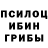 Псилоцибиновые грибы мицелий PashaPavlik